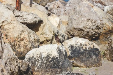 Tristis kuşu İsrail 'in deniz kıyısında avlanıyor.