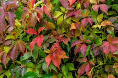 renkli yaprakları sonbaharda