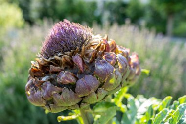 Enginar Çiçeği yakın çekim