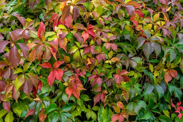 Hojas coloridas en otoño — Foto de Stock