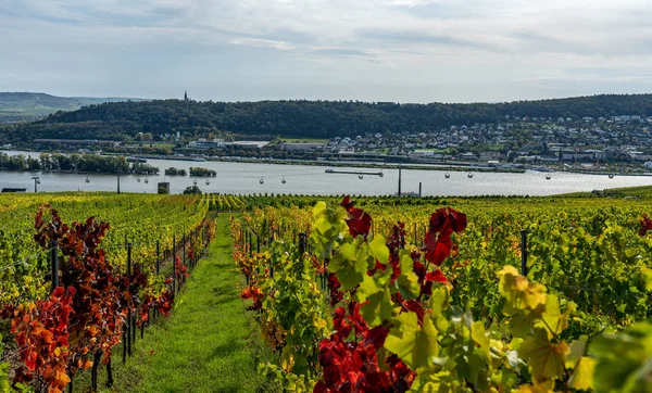 Szőlőültetvények Ruedesheim, közepes orrszarvú-völgy, Németország — Stock Fotó