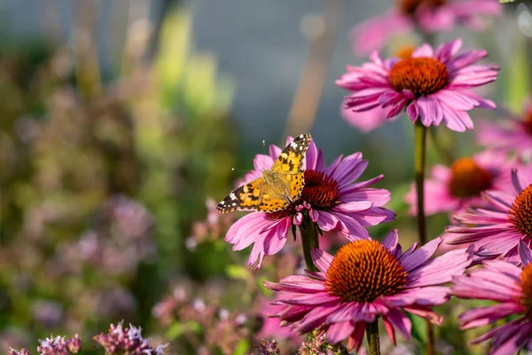 Pembe çiçek kelebek
