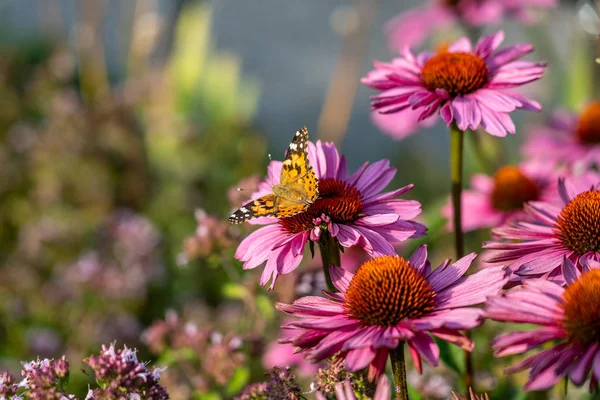 Borboleta em flor rosa — Fotografia de Stock