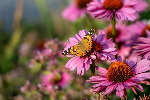 Borboleta em flor rosa — Fotografia de Stock