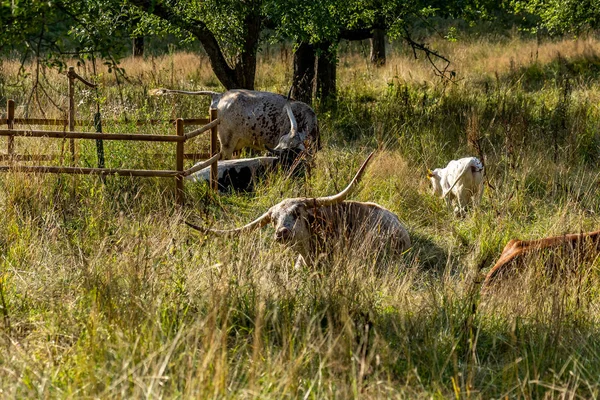 Длинные рога коров покоятся на высокой травяной медоу — стоковое фото