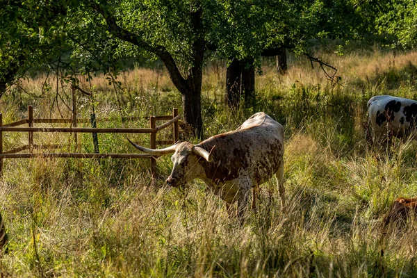 Vacas de cuerno largo descansando sobre una hierba alta medow —  Fotos de Stock
