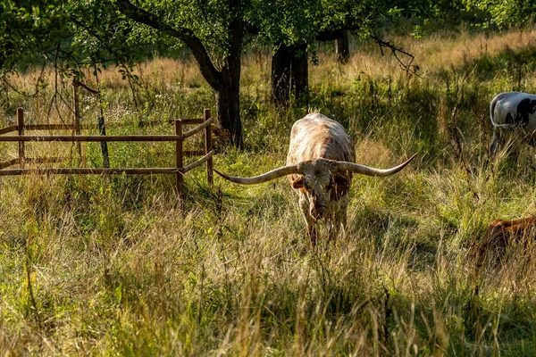 Långhorn kor vilar på en hög gräs medow — Stockfoto