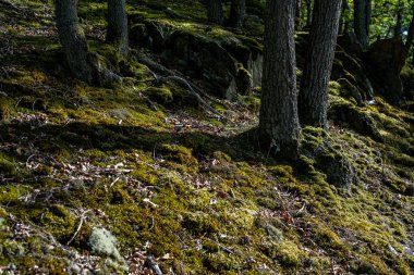 Ren Vadisi 'nin ortasındaki Rheinsteig patikasında yürüyüş, Almanya 