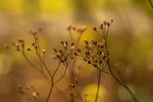 Çiçeklere yakın çekim, Bokeh in rhoen, hesse, Almanya — Stok fotoğraf