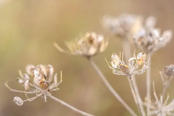 Close-up van bloemen met bokeh in rhoen, hesse, duitsland — Stockfoto