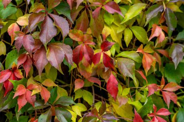 renkli yaprakları sonbaharda