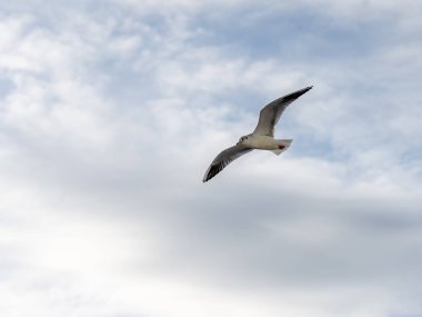 Uçuş sırasında havada martılara yakın çekim
