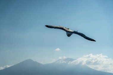 Vesuv Dağı 'nın önündeki uçuş sırasında martılara yakın çekim