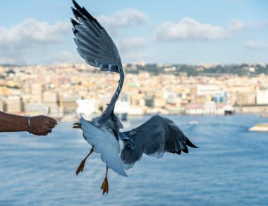 Vesuv Dağı 'nın önündeki uçuş sırasında martılara yakın çekim