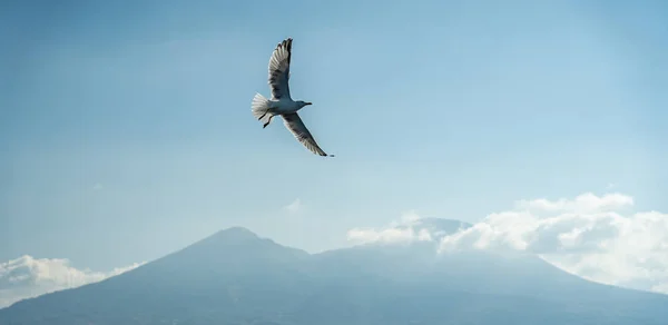 Primer plano de las gaviotas durante el vuelo frente a la montaña vesuv — Foto de Stock