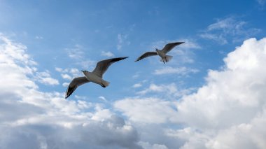 Uçuş sırasında havada martılara yakın çekim