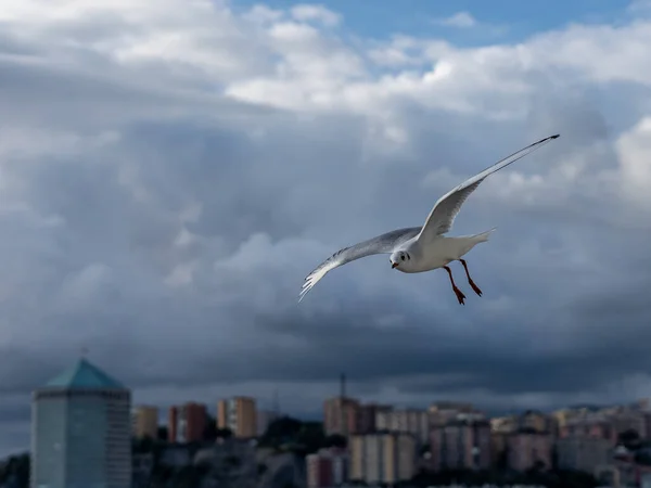 Primer plano de las gaviotas durante el vuelo en frente de genua frente al mar — Foto de Stock