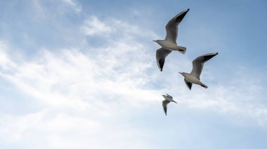 Uçuş sırasında havada martılara yakın çekim