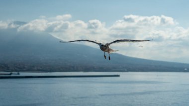 Vesuv Dağı 'nın önündeki uçuş sırasında martılara yakın çekim