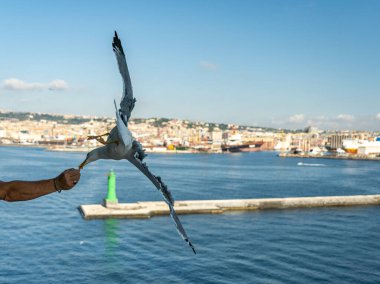 Vesuv Dağı 'nın önündeki uçuş sırasında martılara yakın çekim