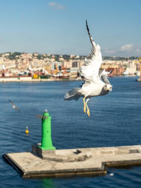 Vesuv Dağı 'nın önündeki uçuş sırasında martılara yakın çekim