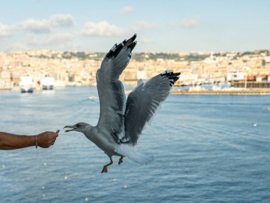 Vesuv Dağı 'nın önündeki uçuş sırasında martılara yakın çekim