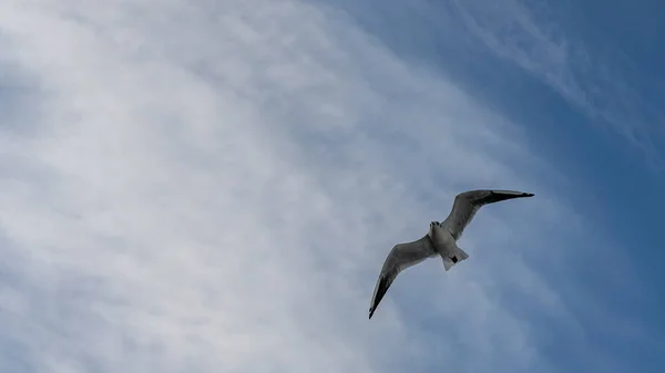 비행중에 공중에 떠 있는 갈매기의 무리 — 스톡 사진