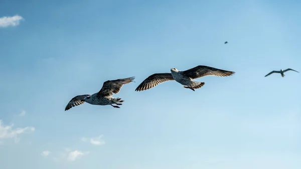 Closeup of seagulls during flight in front of vesuv mountain — Stock Photo, Image