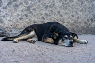Mahvolmuş Pompeij şehrinde uyuyan köpek, İtalya