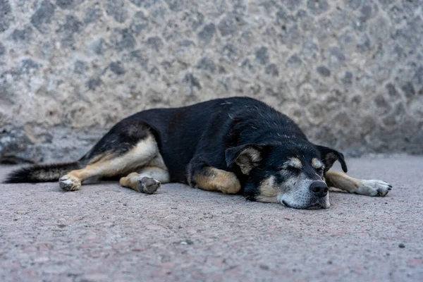 Schlafender Hund in Ruinenstadt Pompeji, Italien — Stockfoto