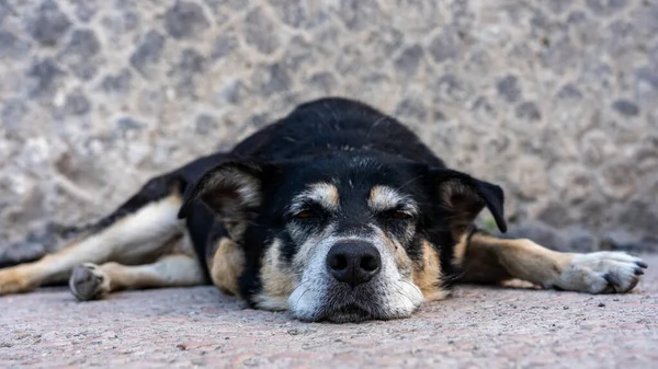 Sleeping dog in ruin city of pompeij, italy — Stock Photo, Image