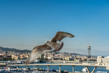 Barselona rıhtımında bir martıya yakın çekim