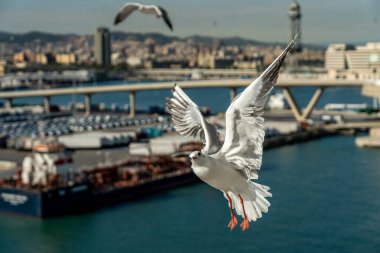Barselona rıhtımında bir martıya yakın çekim
