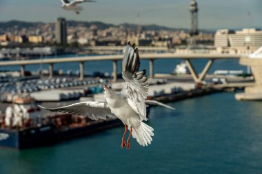 Barselona rıhtımında bir martıya yakın çekim