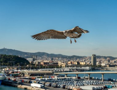 Barselona rıhtımında bir martıya yakın çekim