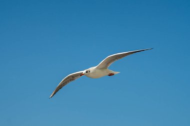 Barselona rıhtımında bir martıya yakın çekim