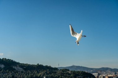 Barselona rıhtımında bir martıya yakın çekim
