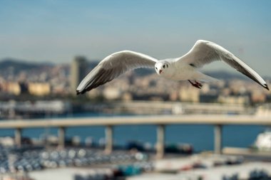 Barselona rıhtımında bir martıya yakın çekim