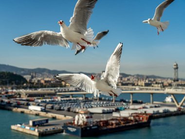 Barselona Suyu 'nda yiyecek arayan birkaç martı var.