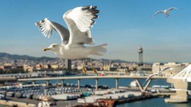 Barselona rıhtımında bir martıya yakın çekim