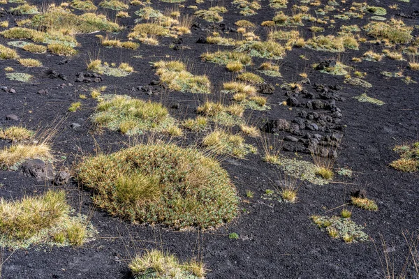 Çöldeki çayırlar Sicilya adasındaki Messina yakınlarındaki etna volkanı.
