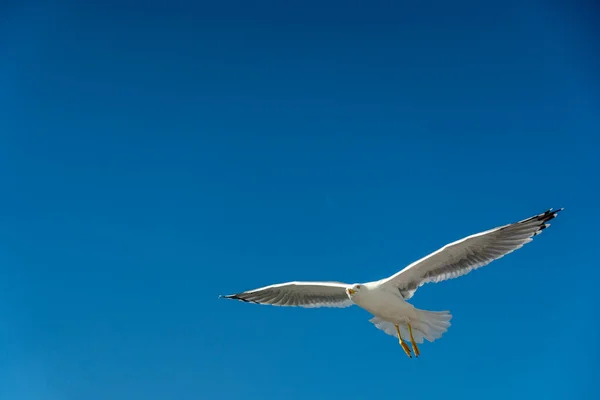 Primo piano di un gabbiano durante il volo davanti al cielo blu — Foto Stock