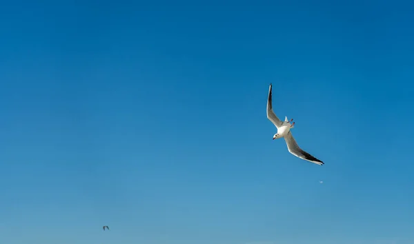 Close-up de uma gaivota na orla de Barcelona — Fotografia de Stock