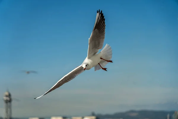 Крупный план чайки на набережной Барселоны — стоковое фото
