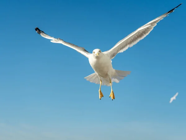 Closeup of a seagull at Barcelona waterfront — Stock Photo, Image