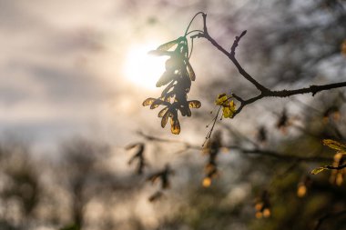 # Kuru çiçeklerin yakın plan çekimleri # Rhoen, hesse, Almanya