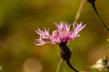 # Kuru çiçeklerin yakın plan çekimleri # Rhoen, hesse, Almanya