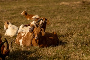 Wasserkuppe tepesindeki koyunlar