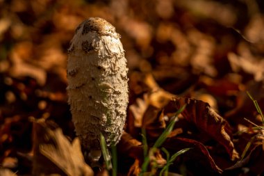 Ormandaki mantara yakın çekim. Rhoen, hesse, Almanya 'da.