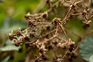 Kuru böğürtlen çalılığına yakın çekim, Almanya